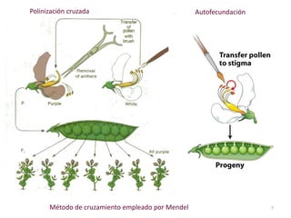 6Los siete caracteres estudiados por Mendel