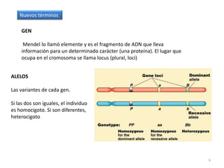 8Resultados de todos los cruzamientos monohíbridos de Mendel