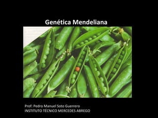Genética Mendeliana

Prof: Pedro Manuel Soto Guerrero
INSTITUTO TÉCNICO MERCEDES ABREGO

 
