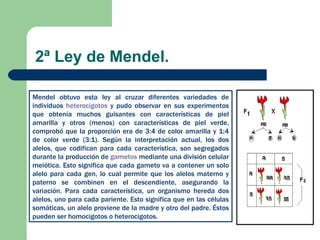 2ª Ley de Mendel. Mendel obtuvo esta ley al cruzar diferentes variedades de individuos  heterocigotos  y pudo observar en sus experimentos que obtenía muchos guisantes con características de piel amarilla y otros (menos) con características de piel verde, comprobó que la proporción era de 3:4 de color amarilla y 1:4 de color verde (3:1). Según la interpretación actual, los dos alelos, que codifican para cada característica, son segregados durante la producción de  gametos  mediante una división celular meiótica. Esto significa que cada gameto va a contener un solo alelo para cada gen, lo cual permite que los alelos materno y paterno se combinen en el descendiente, asegurando la variación. Para cada característica, un organismo hereda dos alelos, uno para cada pariente. Esto significa que en las células somáticas, un alelo proviene de la madre y otro del padre. Éstos pueden ser homocigotos o heterocigotos. 