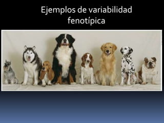  En la genética mendeliana se diferencian ambos alelos por la relación de dominancia, de forma que uno de estos alelos es dominante (representado como A) y otro recesivo (a). Dando lugar, en diploides a: