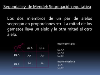 Fenotipo y genotipoFenotipo: Las cualidades físicas observables de un organismo, incluyendo su morfología, fisiología y conducta en todos los niveles de descripción. Las propiedades observables de un organismo.Genotipo: Los factores hereditarios internos de un organismo, su genes y por extensión su genoma. El contenido genético de un organismo.