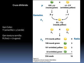  1ª Ley   (Ley de la uniformidad) 