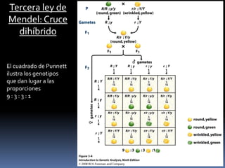 2ª ley (ley de segregación equitativa de caracteres)