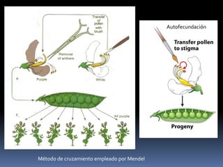 Polinización cruzadaAutofecundaciónMétodo de cruzamiento empleado por Mendel
