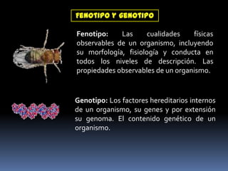  Por ejemplo, el gen que regula el color de la semilla del guisante presenta dos alelos: uno que determina color verde y otro que determina color amarillo. 