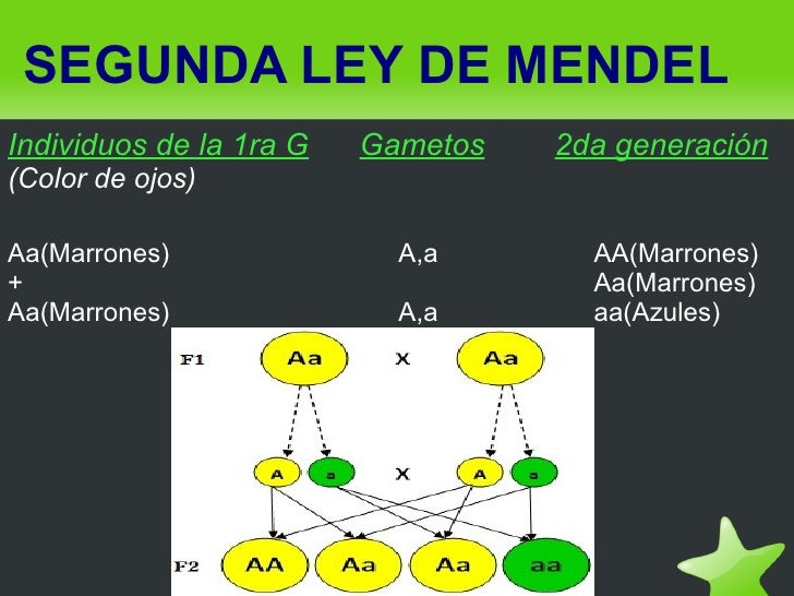 Leyes De Mendel Primera Y Segunda Ley Ley Compartir