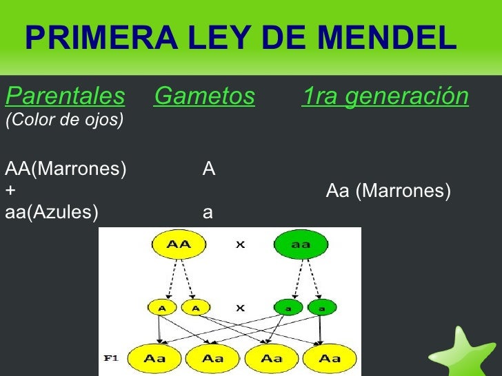 Leyes de mendel