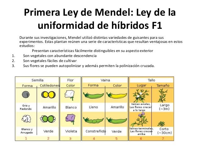 Leyes de mendel