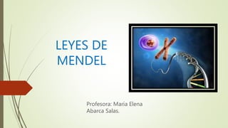 LEYES DE
MENDEL
Profesora: María Elena
Abarca Salas.
 