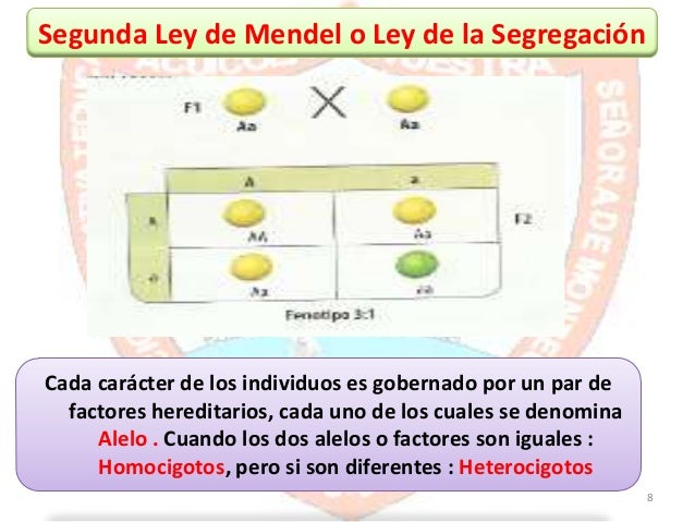 Leyes de mendel competencias