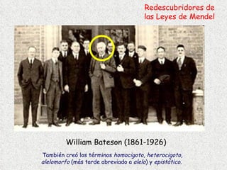 William Bateson (1861-1926) Redescubridores de las Leyes de Mendel También creó los términos  homocigoto, heterocigoto, alelomorfo  (más tarde abreviado a  alelo ) y  epistático .  