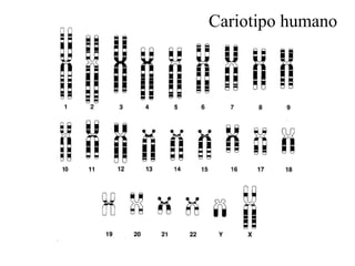 Cariotipo humano 