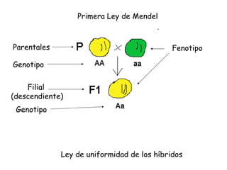 Primera Ley de Mendel Ley de uniformidad de los híbridos Parentales Genotipo Filial (descendiente) Genotipo Fenotipo 