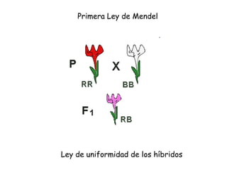Primera Ley de Mendel Ley de uniformidad de los híbridos 