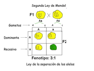 Segunda Ley de Mendel Ley de la separación de los alelos A A a a Gametos Dominante Recesivo 
