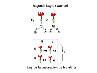 Segunda Ley de Mendel Ley de la separación de los alelos 