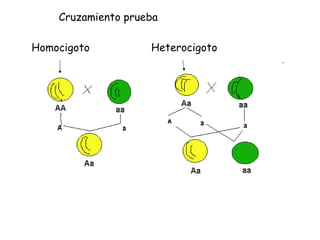 Cruzamiento prueba Homocigoto Heterocigoto 