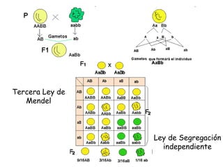 Tercera Ley de Mendel Ley de Segregación independiente 