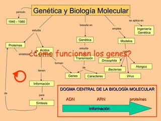 Genética y Biología Molecular ¿Cómo funcionan los genes? basada en  Genética Genes de  Caracteres Transmisión estudia  tienen Información como  Drosophila emplea  Modelos Bacterias Virus Hongos forman estudia Acidos nucleicos Proteínas sintetizan para Síntesis de DOGMA CENTRAL DE LA BIOLOGÍA MOLECULAR ADN ARN proteínas Información 1940 - 1980 periodo Ingeniería Genética se aplica en  
