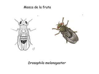 Mosca de la fruta Drosophila melanogaster 