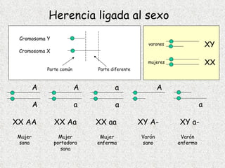 Herencia ligada al sexo Cromosoma X Cromosoma Y Parte común Parte diferente varones mujeres XY XX A A XX AA Mujer sana A a XX Aa Mujer portadora sana a a XX aa Mujer enferma A XY A- Varón sano a XY a- Varón enfermo 