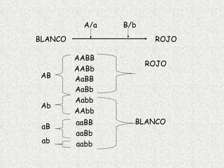 A/a B/b AABB AABb AAbb AaBB AaBb Aabb aaBB aaBb aabb BLANCO ROJO BLANCO ROJO AB Ab aB ab 