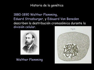 Historia de la genética 1880 - 1890   Walther Flemming ,  Eduard Strasburger , y  Edouard Van Beneden  describen la destribución cromosómica durante la  división celular .   Walther Flemming   