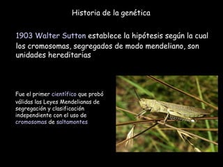 Historia de la genética 1903   Walter Sutton  establece la hipótesis según la cual los cromosomas, segregados de modo mendeliano, son unidades hereditarias Fue el primer  científico  que probó válidas las Leyes Mendelianas de segregación y clasificación independiente con el uso de  cromosomas  de  saltamontes   