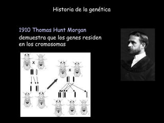 Historia de la genética 1910   Thomas Hunt Morgan  demuestra que los genes residen en los cromosomas 