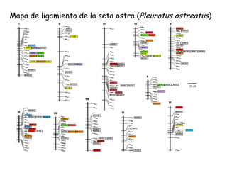 Mapa de ligamiento de la seta ostra ( Pleurotus ostreatus ) 