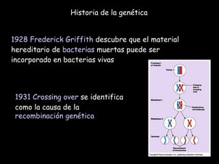 Historia de la genética 1928   Frederick Griffith  descubre que el material hereditario de  bacterias  muertas puede ser incorporado en bacterias vivas 1931   Crossing over  se identifica como la causa de la  recombinación genética 