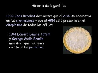 Historia de la genética 1933   Jean Brachet  demuestra que el  ADN  se encuentra en los  cromosomas  y que el  ARN  está presente en el  citoplasma  de todas las células 1941   Edward Lawrie Tatum  y  George Wells Beadle  muestran que los genes codifican las  proteínas 
