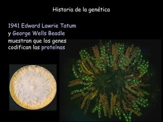 Historia de la genética 1941   Edward Lawrie Tatum  y  George Wells Beadle  muestran que los genes codifican las  proteínas 