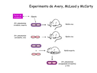 Experimento de Avery, McLeod y McCarty Str. pneumoniae   virulento, muerto Str. pneumoniae   avirulento, vivo Str. pneumoniae   encapsulado (virulento)  y vivo Ratón vivo Ratón muerto Ratón vivo Cápsula Factor de  virulencia  