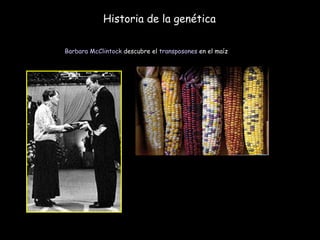 Historia de la genética Barbara McClintock  descubre el  transposones  en el maíz  