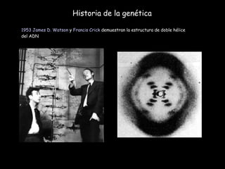 Historia de la genética 1953   James D. Watson  y  Francis Crick  demuestran la estructura de doble hélice del ADN 