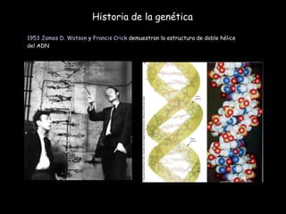 Historia de la genética 1953   James D. Watson  y  Francis Crick  demuestran la estructura de doble hélice del ADN 