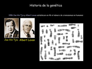 Historia de la genética 1956   Joe Hin Tjio  y  Albert Levan  establecen en 46 el número de cromosomas en humanos  Joe Hin Tjio. Albert Levan  