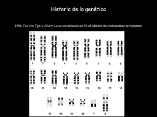 Historia de la genética 1956   Joe Hin Tjio  y  Albert Levan  establecen en 46 el número de cromosomas en humanos  