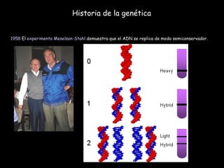 Historia de la genética 1958  El  experimento Meselson-Stahl  demuestra que el ADN se replica de modo semiconservador.  