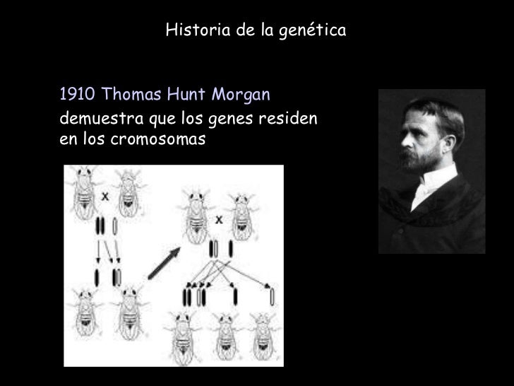 Leyes de mendel en power point