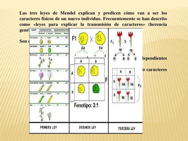 Leyes De Mendel Exposicion