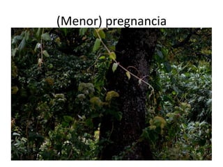 (Menor) pregnancia