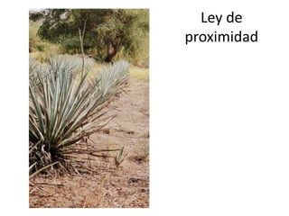Ley de
proximidad