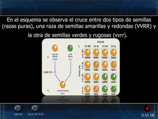 En el esquema se observa el cruce entre dos tipos de semillas (razas puras), una raza de semillas amarillas y redondas (VVRR) y la otra de semillas verdes y rugosas (vvrr).   