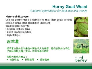 Horny Goat Weed
A natural aphrodisiac for both men and women
History of discovery:
Chinese goatherder's observations that their goats became
sexually active after grazing on this plant
Traditional remedy to:

Restore lost sex drive

Boost erectile function

Fight fatigue
淫羊藿
淫羊藿古怪的名字来自中国牧羊人的观察，他们放牧的山羊吃
了这种植物后精力充沛，而且变得性活跃
传统天然草药配方 :
* 恢复性欲 * 补腎壯陽 * 益精起痿
 