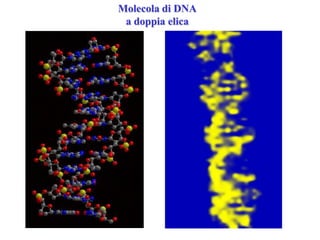 Molecola di DNA
a doppia elica

 