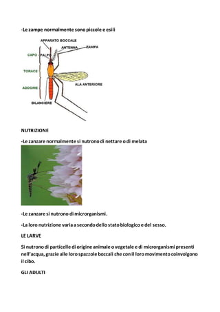 -Le zampe normalmente sonopiccole e esili
NUTRIZIONE
-Le zanzare normalmente si nutronodi nettare odi melata
-Le zanzare si nutrono di microrganismi.
-La loro nutrizione variaasecondodellostatobiologicoe del sesso.
LE LARVE
Si nutronodi particelle di origine animale ovegetale e di microrganismi presenti
nell’acqua, grazie alle lorospazzole boccali che conil loromovimentocoinvolgono
il cibo.
GLI ADULTI
 