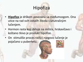 Hipofiza
• Hipofiza je drškom povezana sa međumozgom. Ona
utice na rad svih ostalih žlezda s unutrašnjim
lučenjem.
• Hormon rasta koji deluje na mišiće, hrskavičavo i
koštano tkivo je produkt hipofize.
• On stimuliše proces rasta i njegovo lučenje je
pojačano u pubertetu.
 